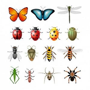 INSECTS & BUGS