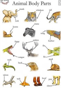 ENGLISH_KIDS_FUN__Animal_body_parts_poster___Vet_Clinic_Play_area_Ideas___Pinterest