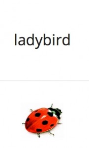Cards__Minibeasts___Quizlet